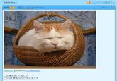 Shironeko / Basket Cat