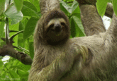 Sloths