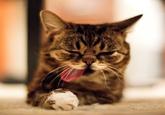 Lil Bub