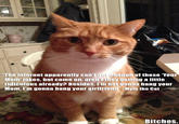 Mylo the Cat