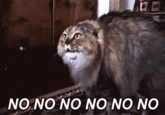 NONONONO Cat