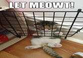 LOLcats