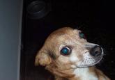 Dogs