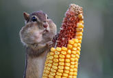 Cute Animals