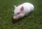 Chris P. Bacon