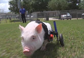 Chris P. Bacon