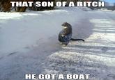 I Should Buy a Boat Cat