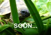SOON