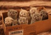 Cats
