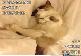Grumpy Cat