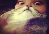 Cat Beards