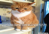 Mylo the Cat