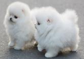 Cute Animals