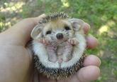 Cute Animals