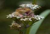 Cute Animals