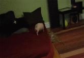Cats