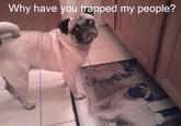 Dogs