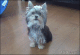Dogs