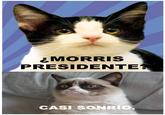 El CandiGato Morris (Morris the Cat-idate)