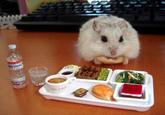 Cute Animals