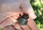 Cute Animals