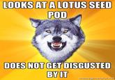 Courage Wolf