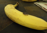 Banana For Scale