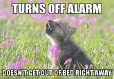 Baby Insanity Wolf