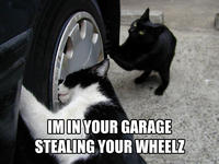 LOLcats