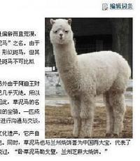 Baidu 10 Mythical Creatures (Grass Mud Horse)