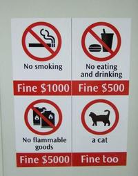 A Cat Is Fine Too