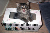 A cat is fine too....