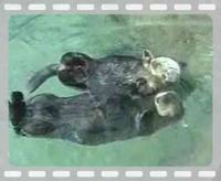 Otters Holding Hands