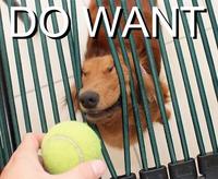 Do Want / Do Not Want