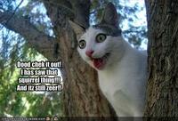 LOLcats