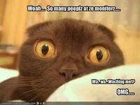 LOLcats