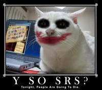 Serious Cat