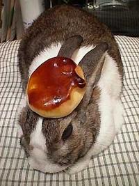 Pancake Bunny