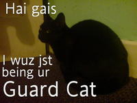 LOLcats