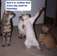 Caturday