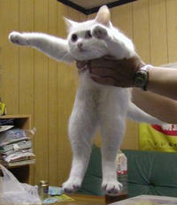 Longcat