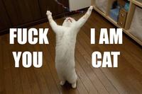 LOLcats