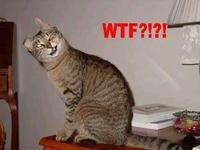 LOLcats