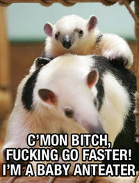 I'm an Anteater!!!