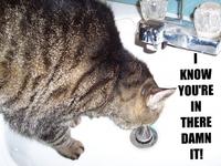 LOLcats