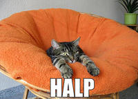 LOLcats