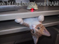 LOLcats
