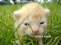 LOLcats