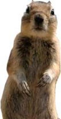 Crasher Squirrel
