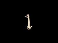 Longcat
